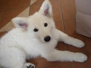 honden foto van miep