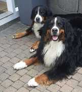 honden foto honden foto van Peter