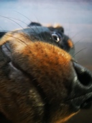 honden foto honden foto van Iris
