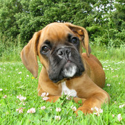 honden foto honden foto van Mireille