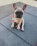 honden foto van Marloes