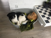 honden foto van Hanna