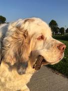 honden foto van Diana