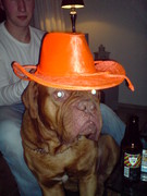 honden foto van Troy