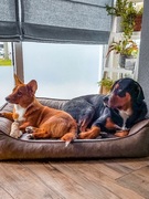 honden foto van Odin & Tex