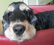 honden foto honden foto van yvonne