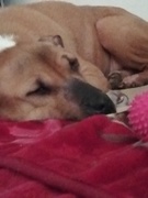 honden foto van Whitney