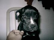 honden foto van Kevin