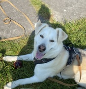 honden foto van Flokiii