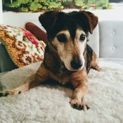 honden foto van Maxje