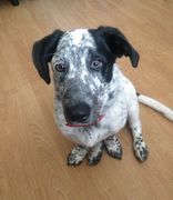 honden foto van baasjevan3