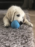 honden foto honden foto van Celine & Djuki