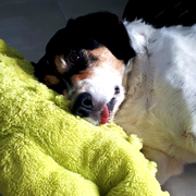 honden foto van Carole Santens