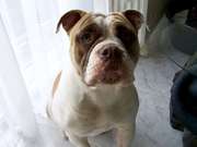 honden foto van bruno