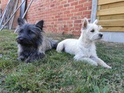 honden foto van Sofie