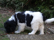 honden foto honden foto van Linda