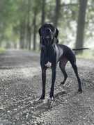 honden foto van Femke