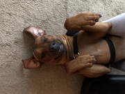 honden foto van Katrien