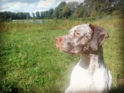 honden foto van Jools