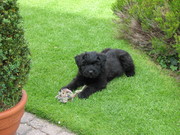 honden foto van frank