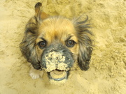 honden foto van loco