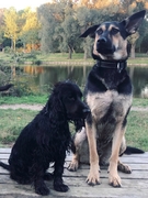 honden foto van Sarah, Baron & Nala