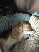 honden foto van Micky