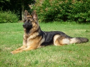 honden foto van foekie, Latoya