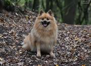 honden foto van Lies cox