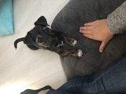 honden foto honden foto van yoste