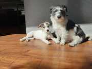 honden foto van Romy