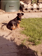 honden foto van Jolanda Berkhuijsen