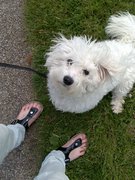 honden foto van LEJLA