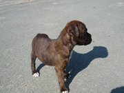 honden foto honden foto van loesje