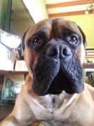 honden foto honden foto van jelle