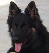 honden foto van Bart De Backer
