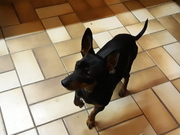 honden foto van C.peeters 