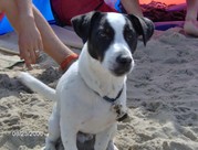 honden foto honden foto van Iris