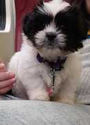 honden foto van Peggy po