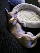 honden foto van Gabriellaa