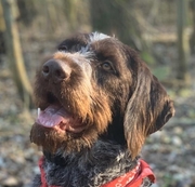 honden foto van Carla Meijer