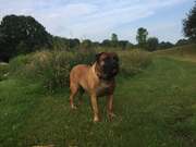 honden foto van yvonne 