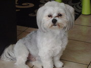 honden foto van Joyce