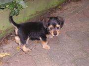 honden foto van Sabine