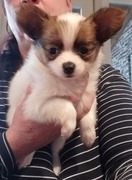 honden foto van Bianca