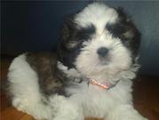 honden foto honden foto van BABS