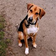 honden foto van Vrouwtje van Judah