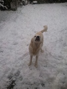 honden foto van Suzanne 