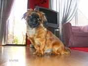 honden foto van Jacky en Gizmo