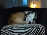 honden foto van Jolein